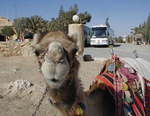 camel.jpg (27005 バイト)